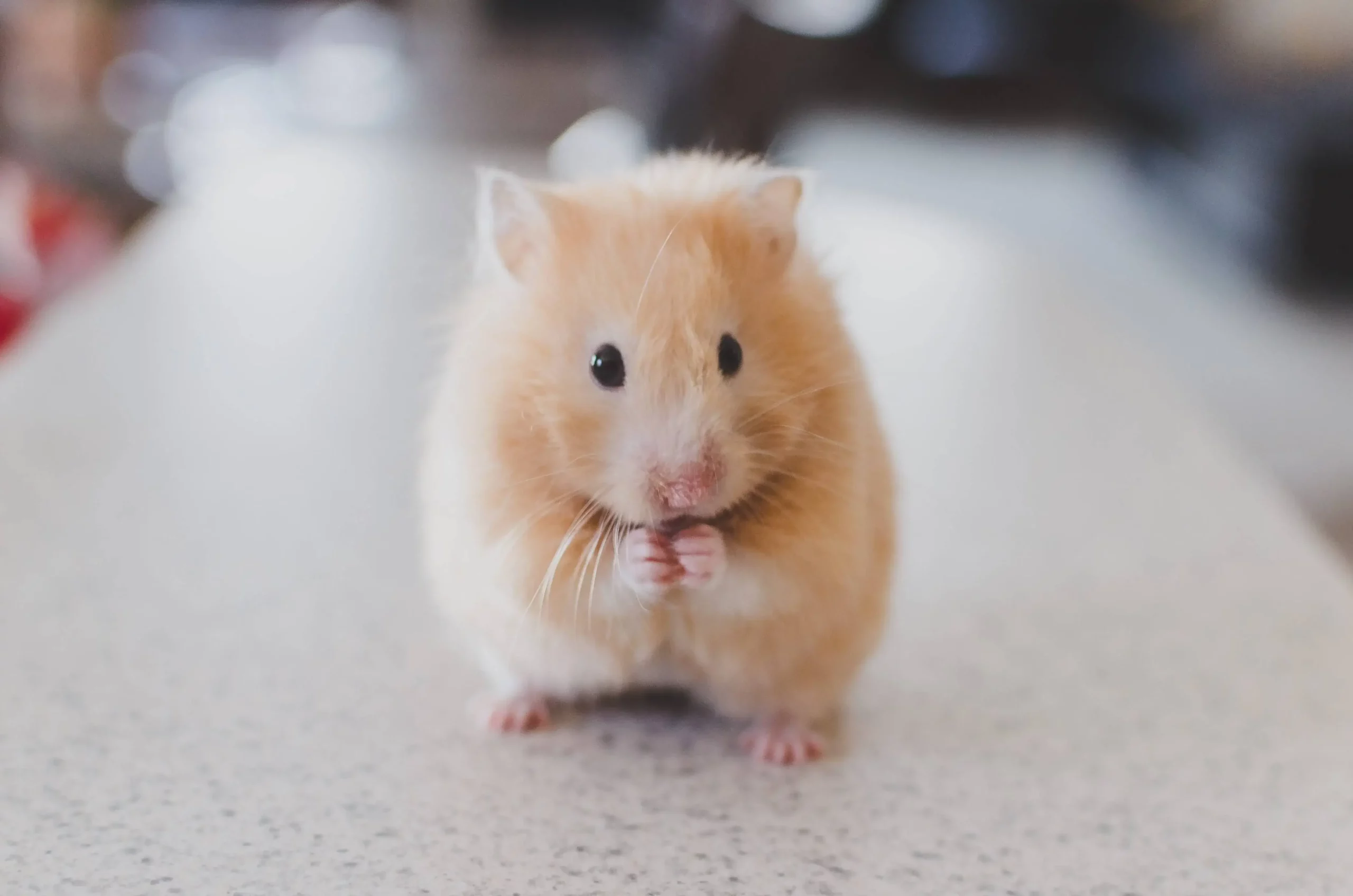 7 Reasons To Adopt A Hamster