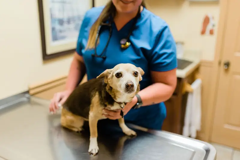 Veterinarian and dog inside Westside Animal Hospital's exam room