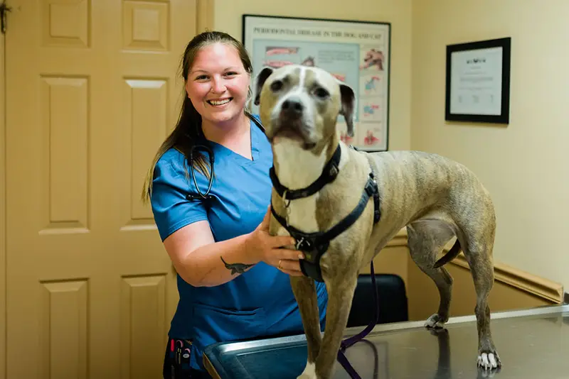 Veterinarian and dog inside Westside Animal Hospital's exam room