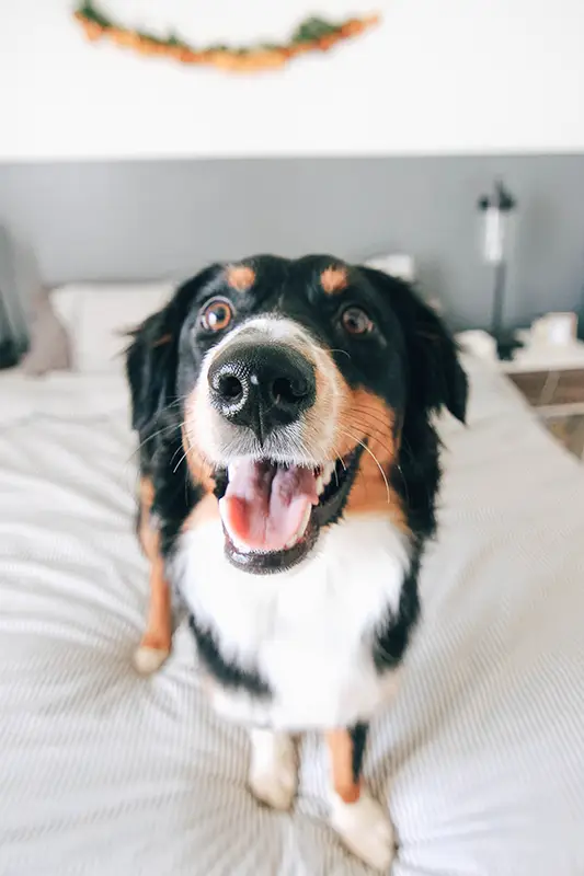 Happy dog standing on a bed