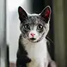 Kitten with dark grey and white fur