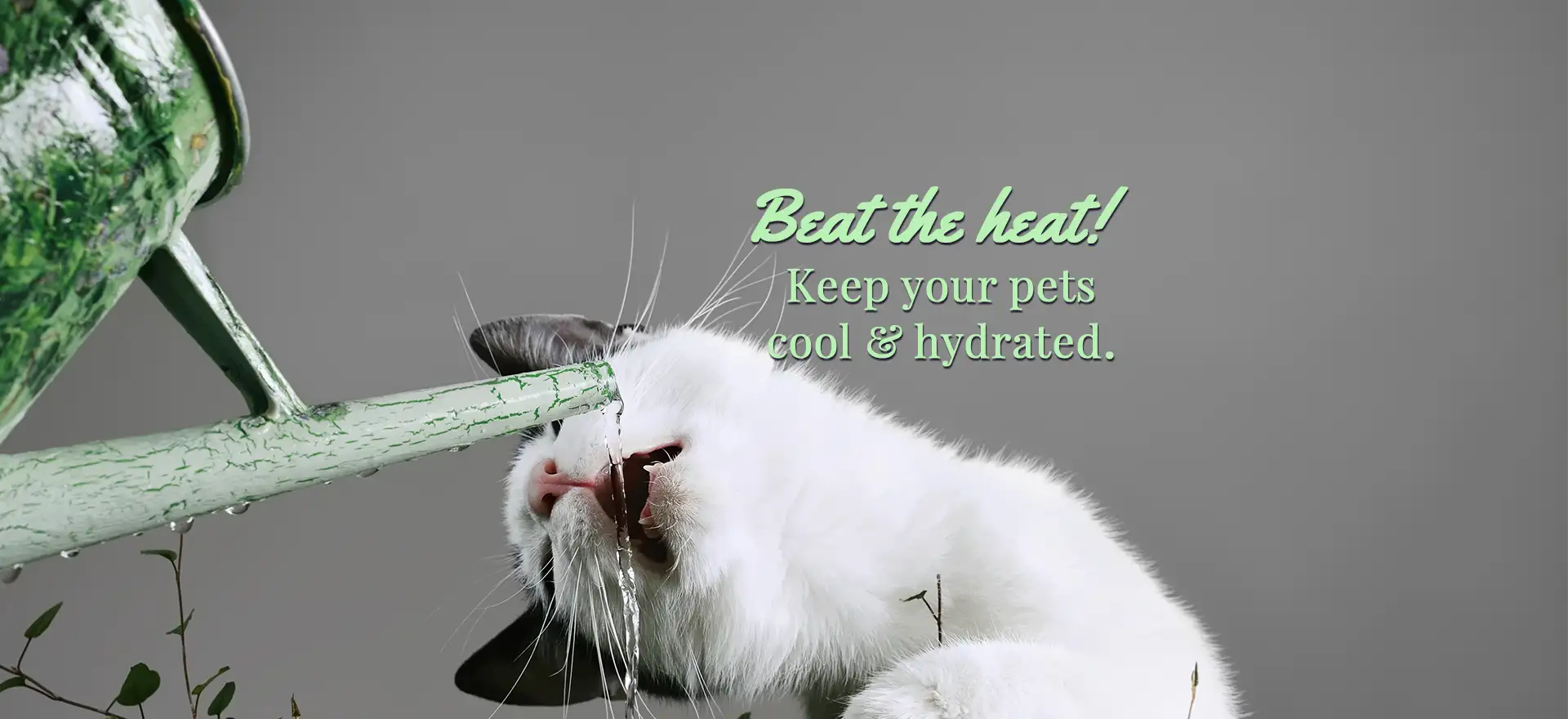 Beat the heat! Keep your pets cool & hydreated!