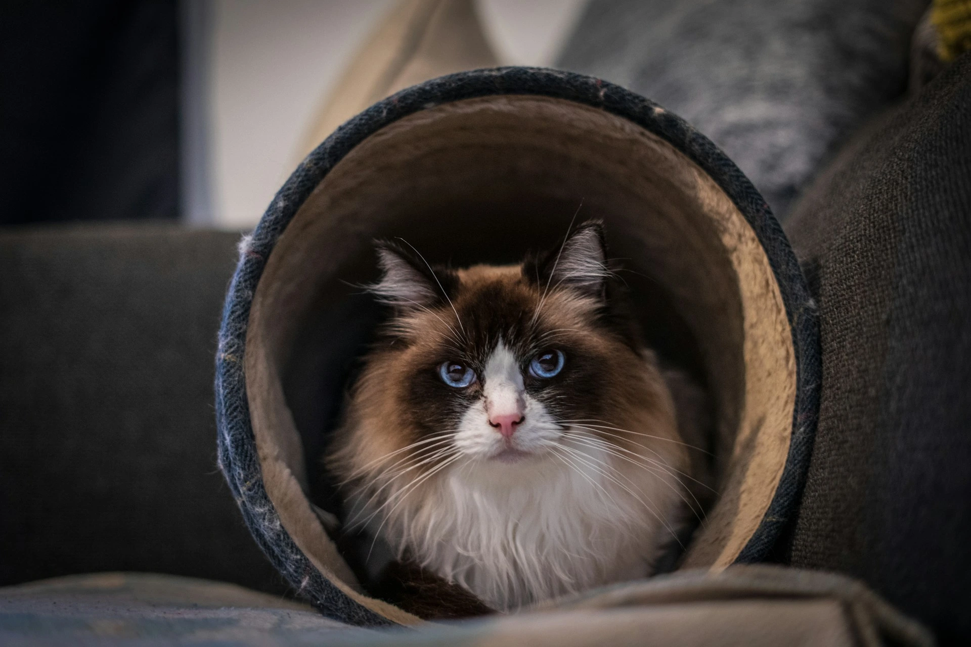 A Ragdoll cat peers from inside a fuzzy cat tunnel.
