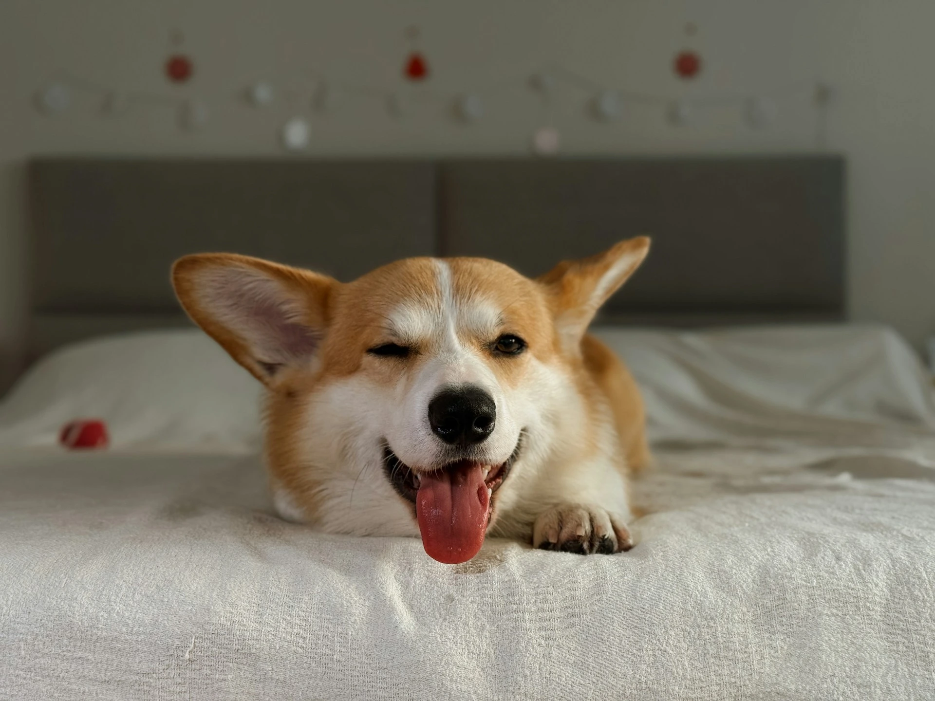 A Welsh Corgi lies on a white bed with its tongue hanging out.