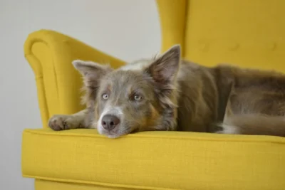 An Australian Shepherd lies on a bright yellow armchair.