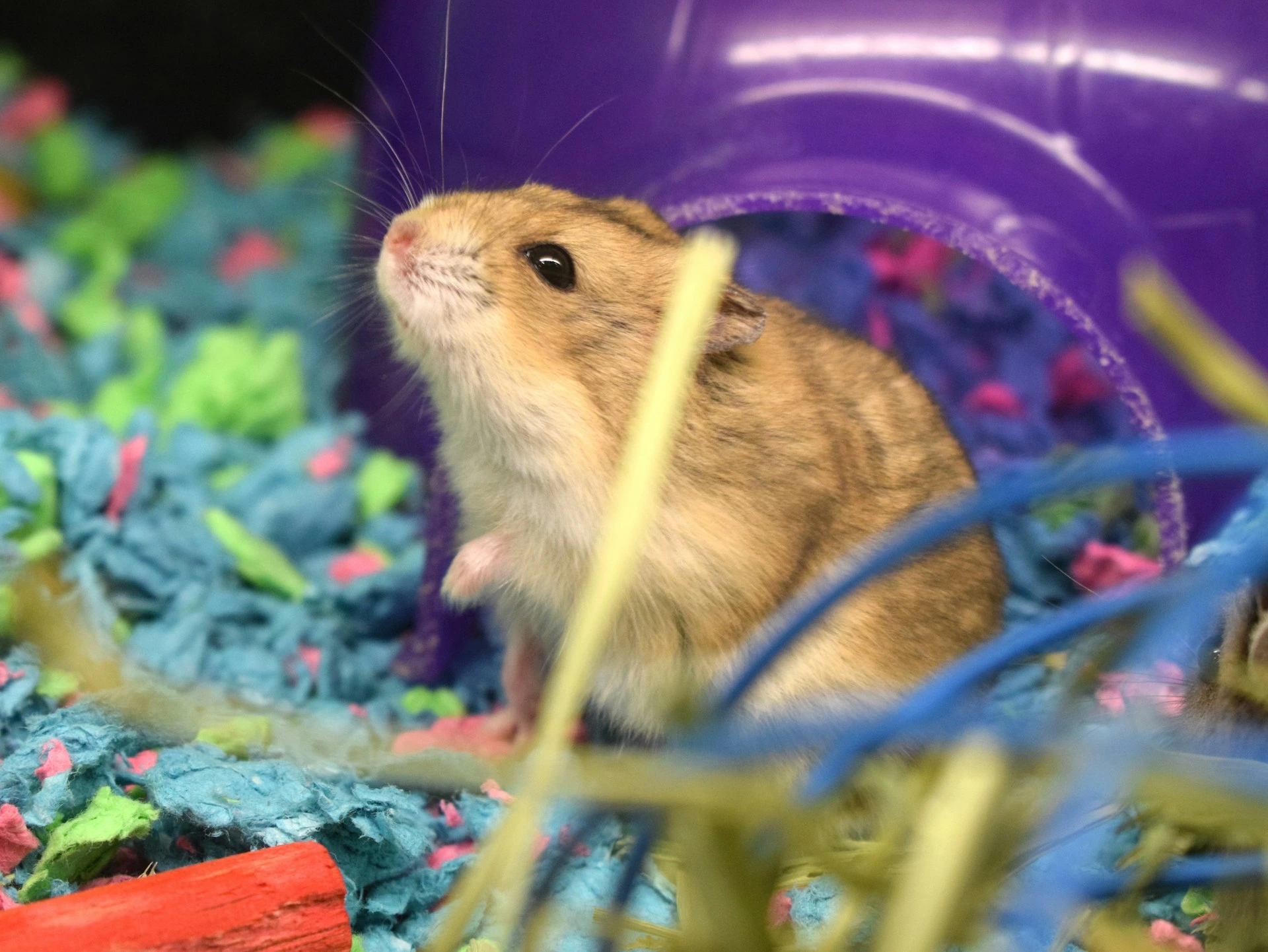 A small hamster peers upward while standing on colorful paper bedding next to a purple plastic hideout.