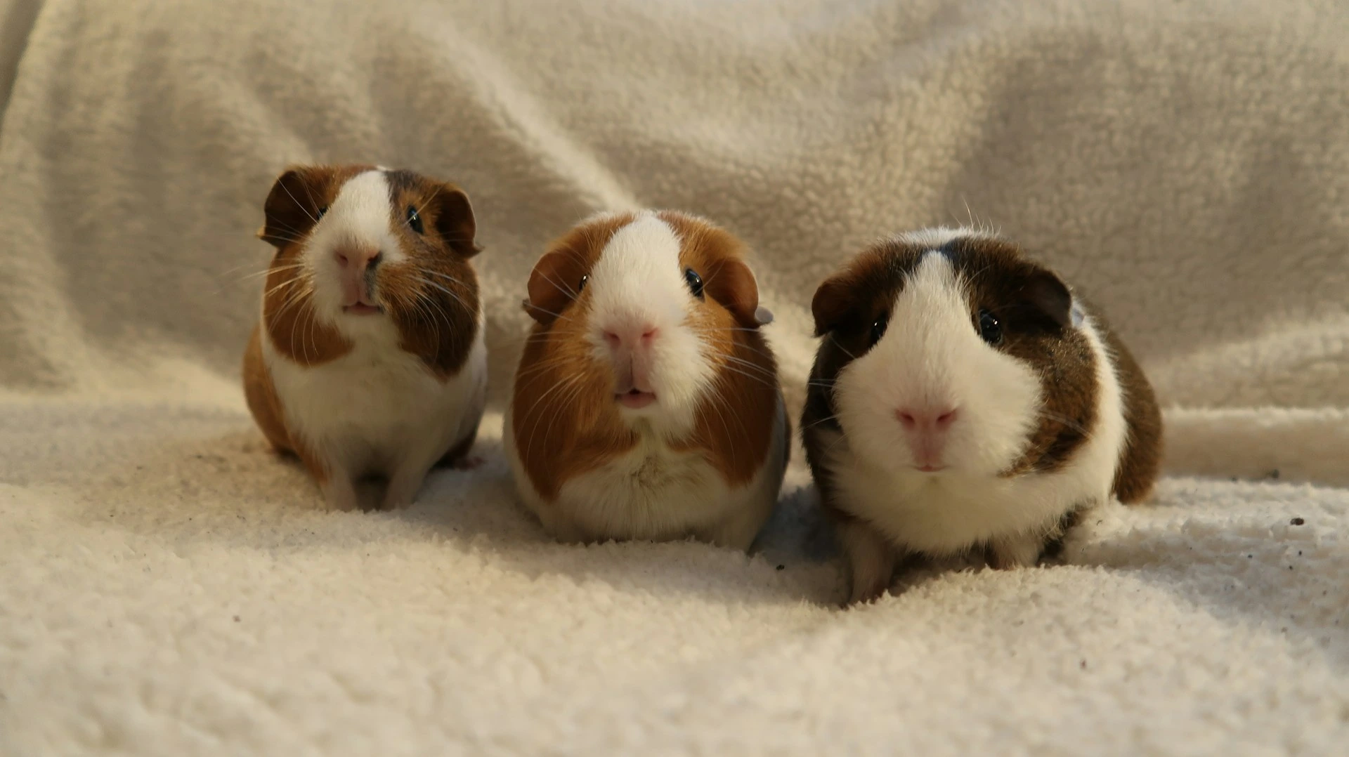 Three guinea pigs sit side-by-side on a soft white fleece blanket.