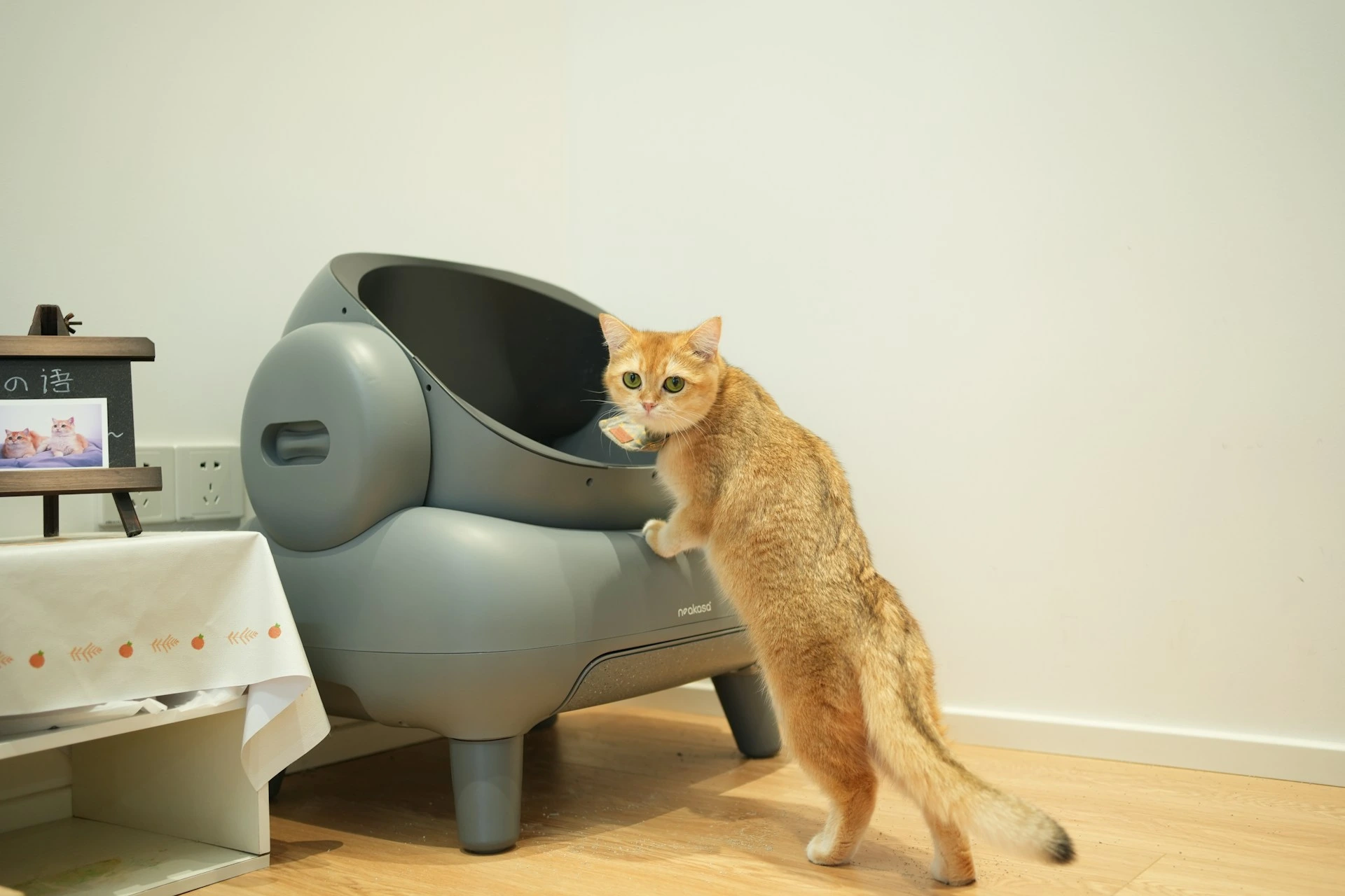 An orange tabby cat stands to peer into a sleek, gray automatic litter box in a modern room.