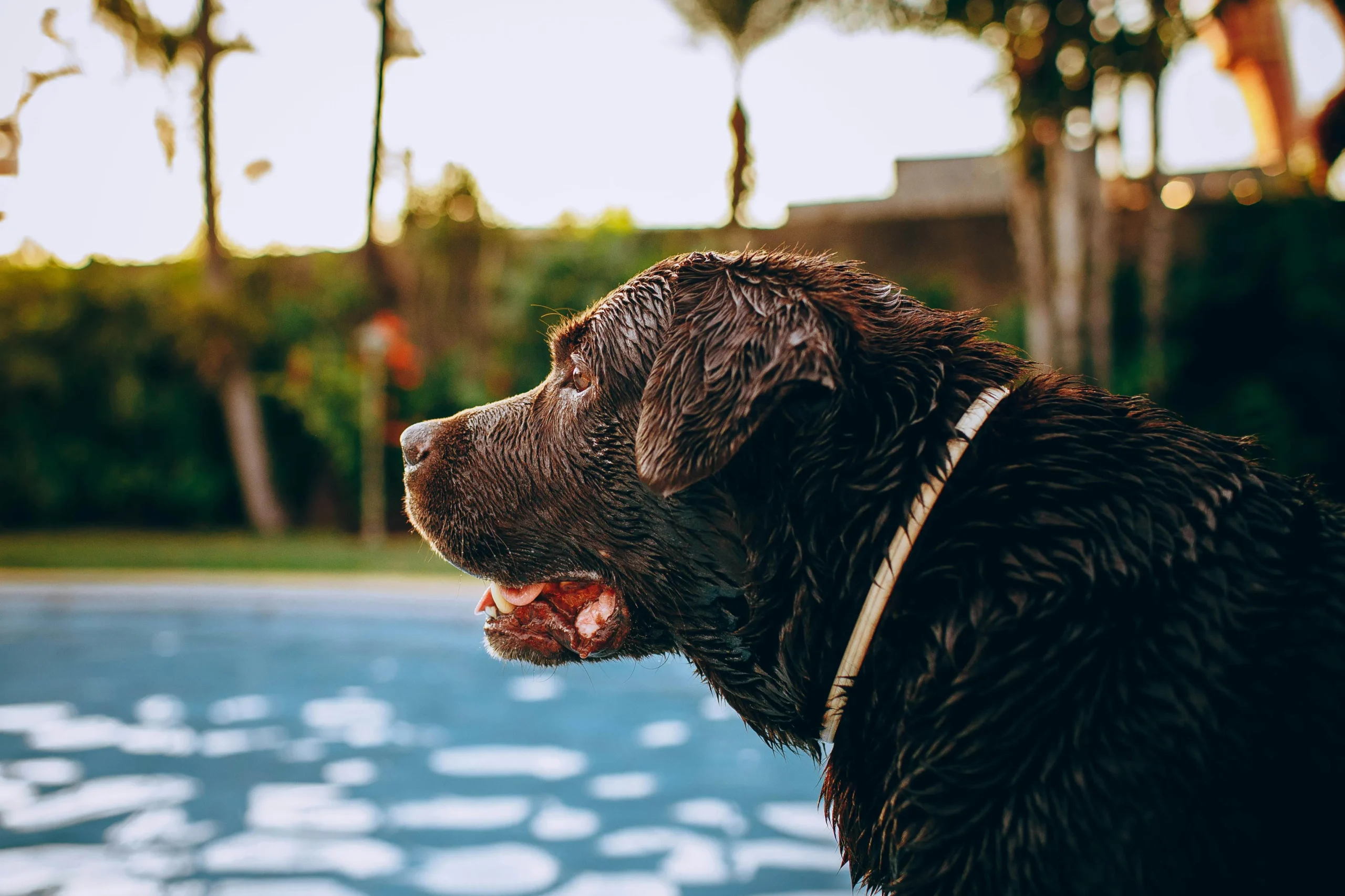 A profile shot of a wet Chocolate Labrador standing by a swimming pool.