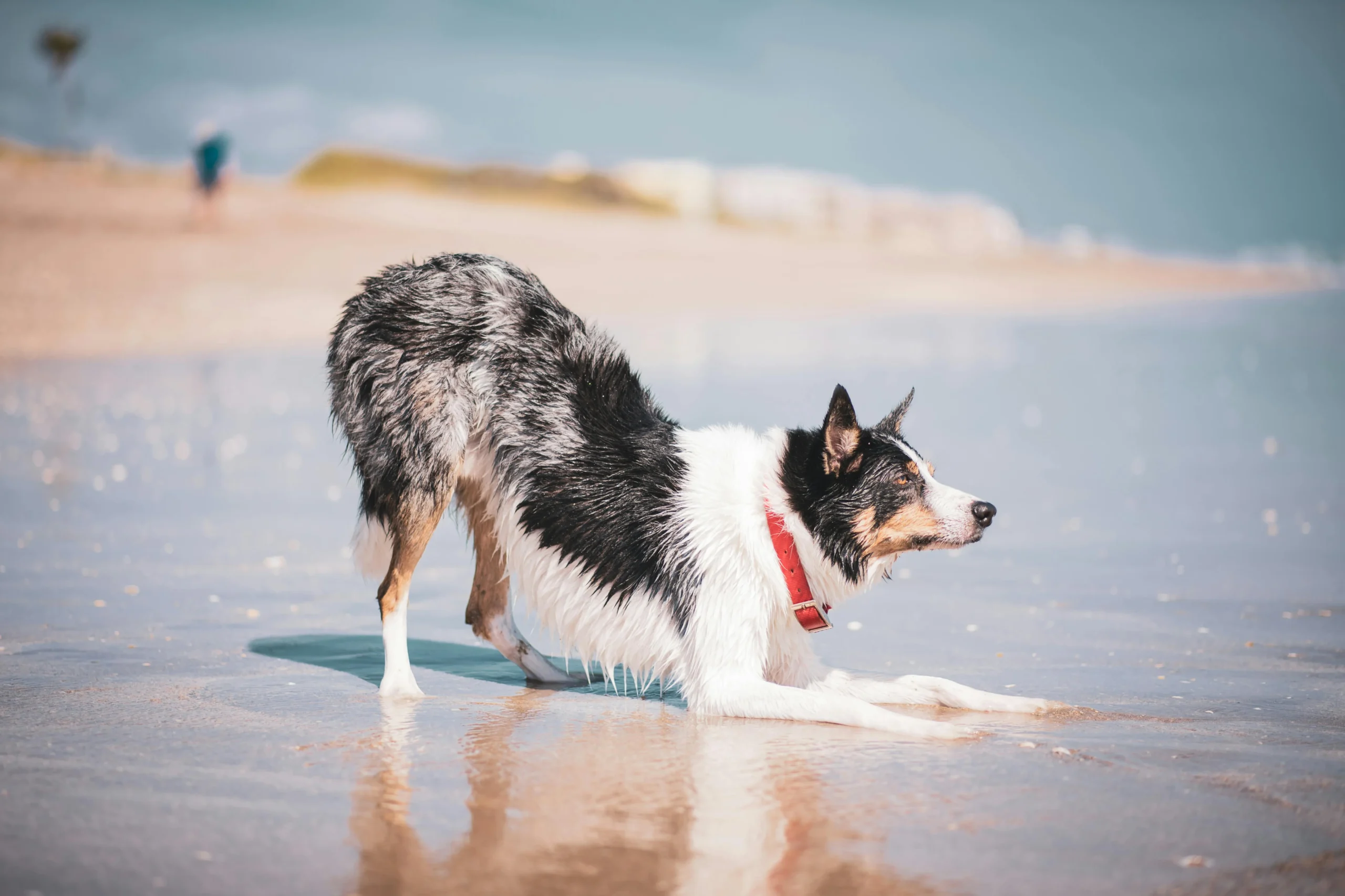 A Border Collie performs a play bow on a sandy beach at the water's edge, with its reflection visible on the wet sand.