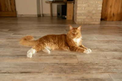 A ginger Maine Coon cat lies stretched out on a light wood-textured tile floor.