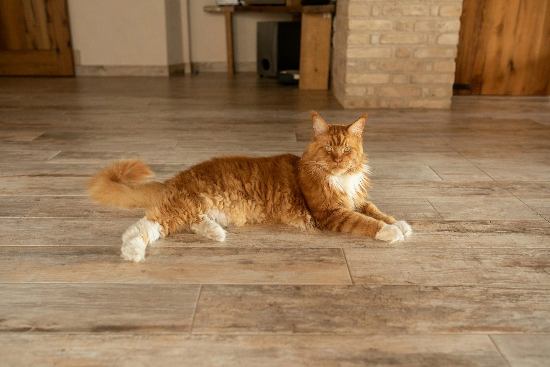 A ginger Maine Coon cat lies stretched out on a light wood-textured tile floor.